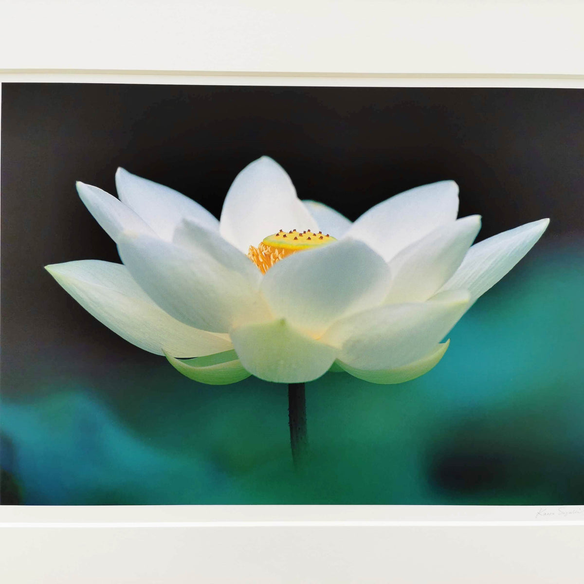 大白蓮 – PJarts Tokyo