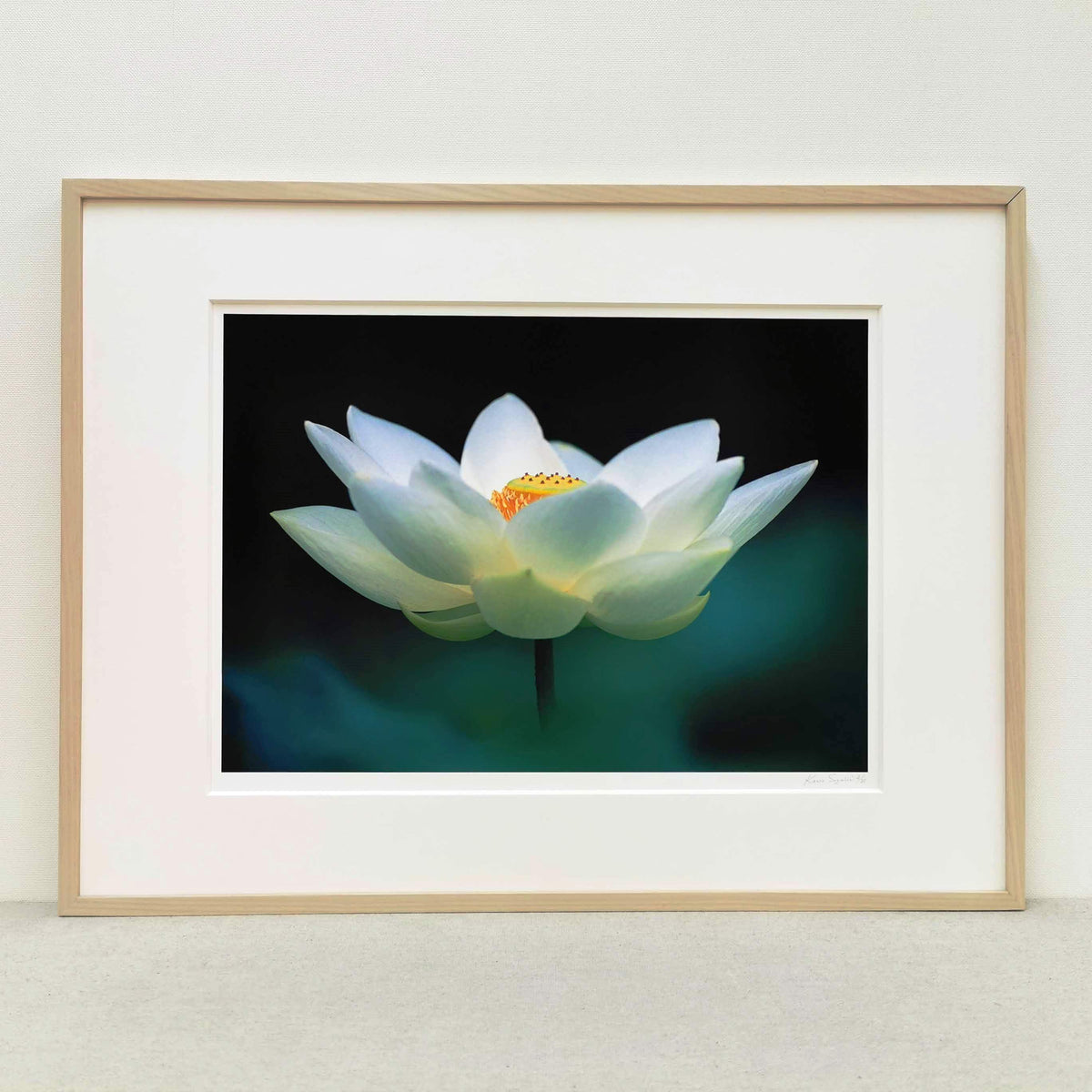 大白蓮 – PJarts Tokyo