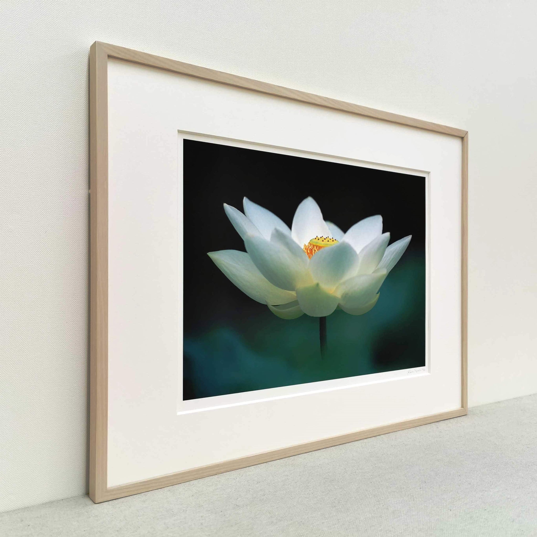 大白蓮 – PJarts Tokyo